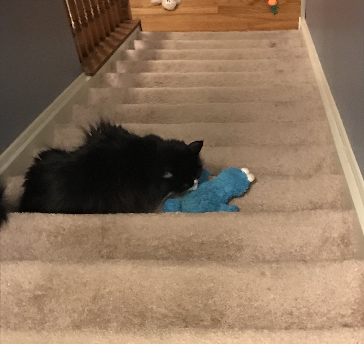 Reunited!! He was in the laundry pile!