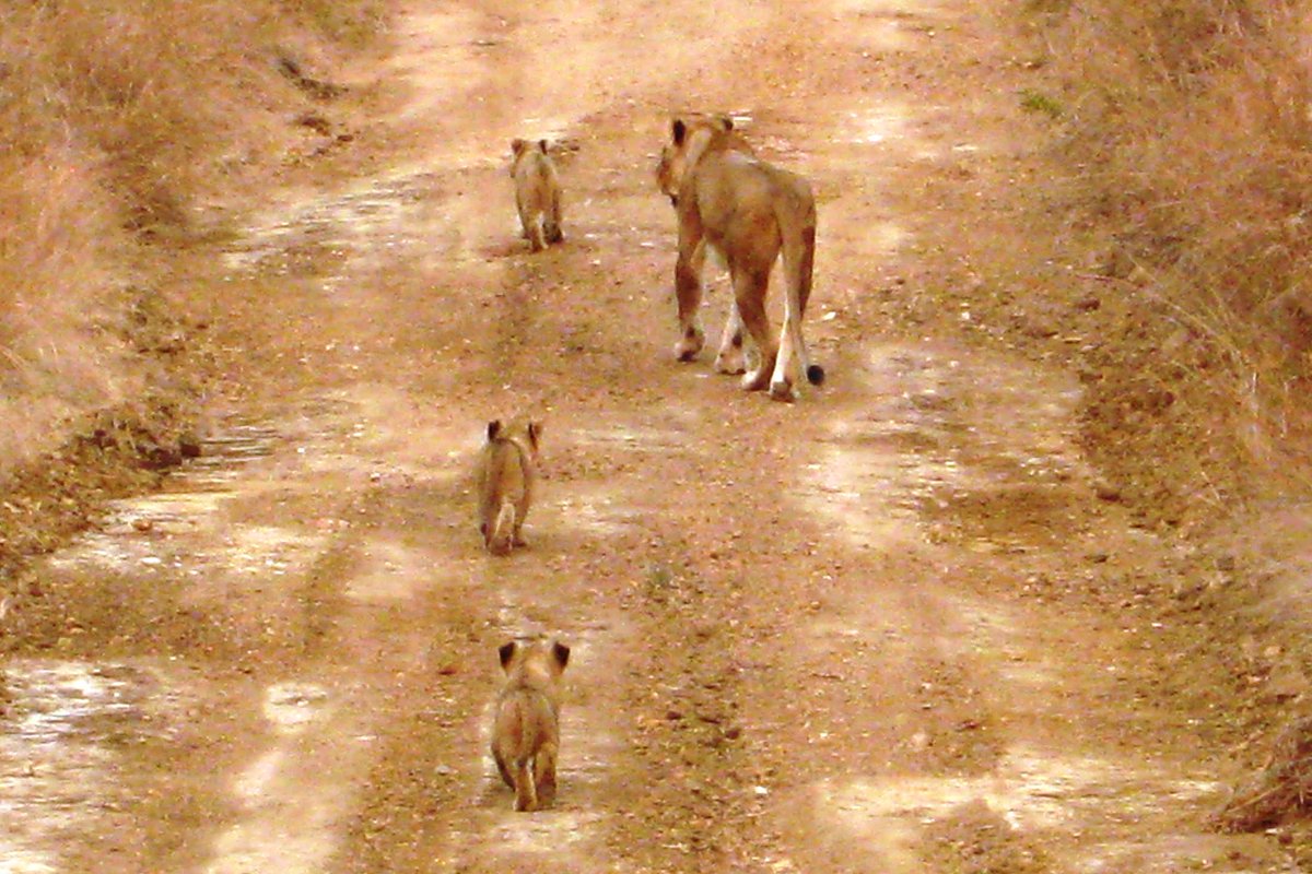 Chipper_Monster's tweet photo. @aeroplan
Morning stroll in South Africa - lioness with 3 cubs. Other photo of lion smiling - hopefully not me for lunch #withAeroplan https://t.co/yWXv4MfwUI