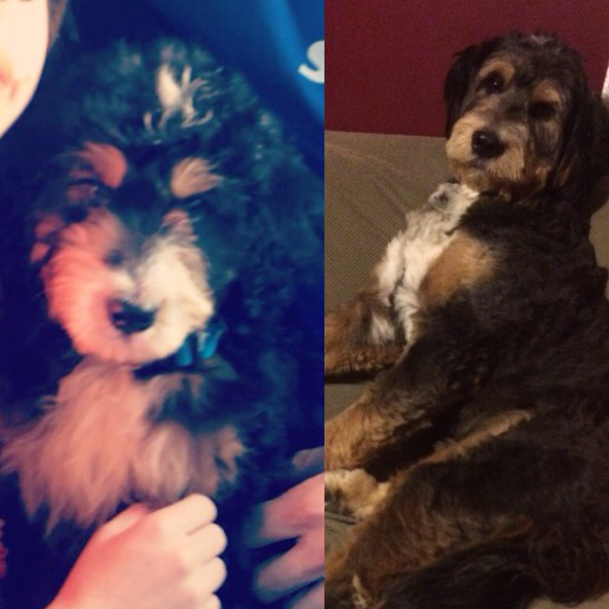 We've had this little(huge) turd for a whole year today ♥️ we love you Turfers. <a href="/JRAddison24/">JR Addison</a>