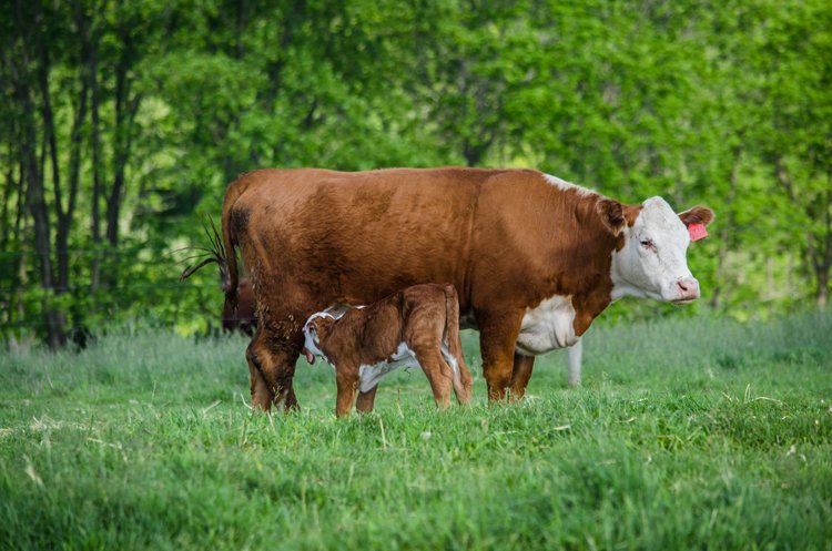 NationalBQA's tweet image. #NBQA2016 shows MANY positive findings about the #beef industry. RT to spread the word! goo.gl/RZ1qvm