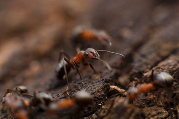 The Fleeting Lives of Swarming Ants - vectorcentral.com/swarming-ants/