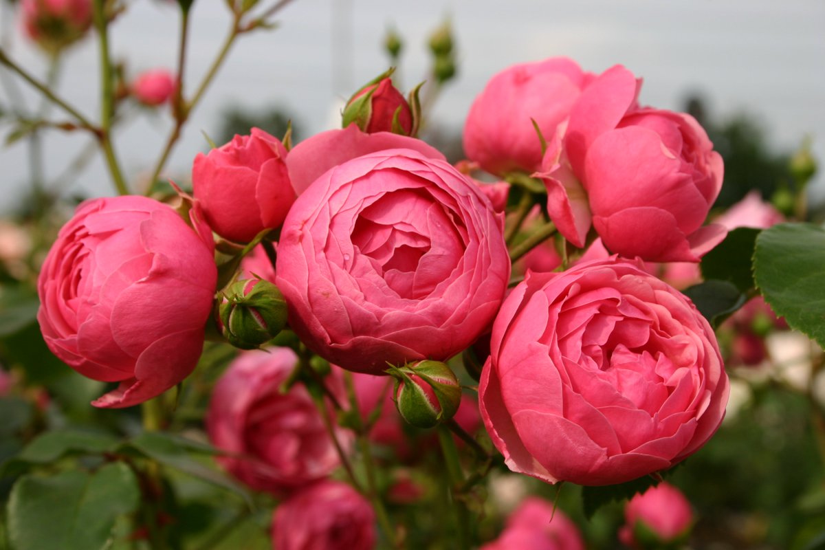 Le Rosier #LabelRouge Pomponella® est un rosier vigoureux avec un feuillage très sain : qualite-plantes.org/item/pomponell…