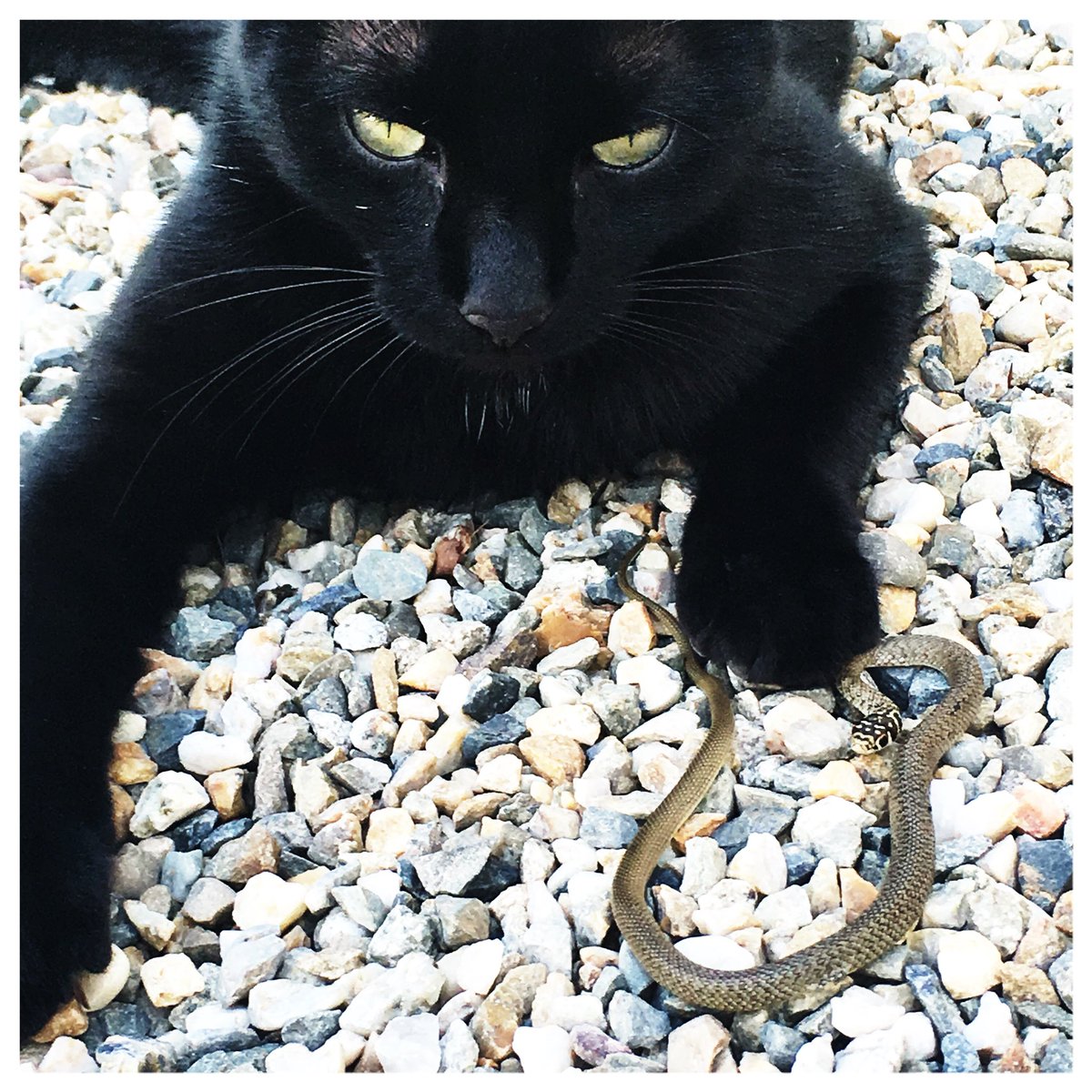 Black Mamba <a href="/nbaextra/">NBAextra</a> #nba #mambamentality <a href="/kobebryant/">Kobe Bryant</a>