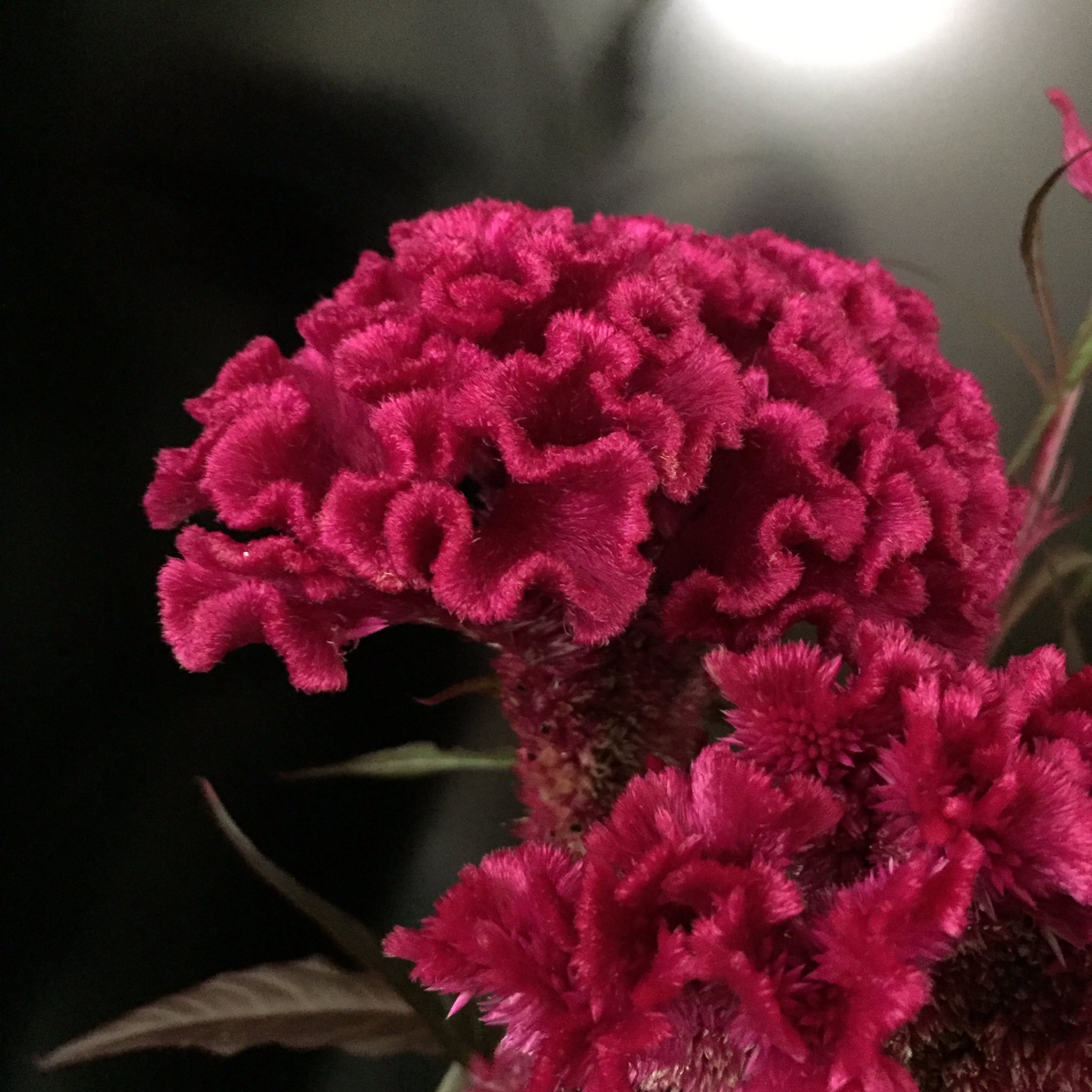 Paisley Today S Flower Cockscomb Foppery Keleos ケイトウ って雄鶏の鶏冠のこと 伊達者って 花言葉までそのままねw T Co Ncmi0qgogn Twitter