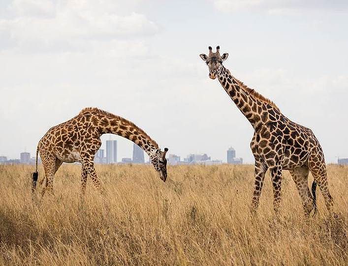 flashmctours's tweet photo. #AfricanSafari #KenyaSafari #wildlife #Africa #Safari #FlashMc #wildlifephotography #nowyouknow https://t.co/34kHtYxPjc