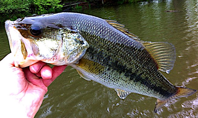 oppositeofurban's tweet photo. Lake Oconee Largemouth: Spot-Free Fishing Near Atlanta https://t.co/Jq7wBOM9oE via @gameandfishmag #hunting #fishing #outdoors https://t.co/sX6U7044zd
