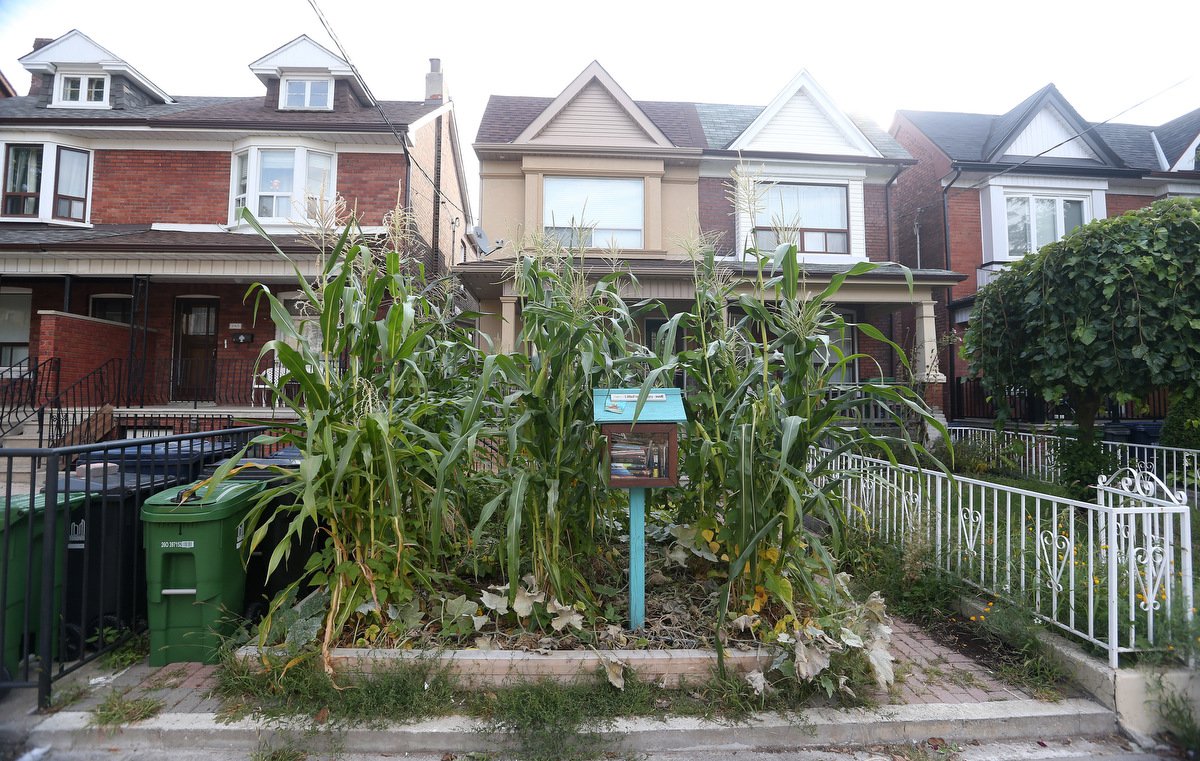 SteveRussell's tweet image. If you could grow three crops on your #frontyardfarm, what would they be? This family did corn, beans &amp;amp; squash. bit.ly/frontyardfarm
