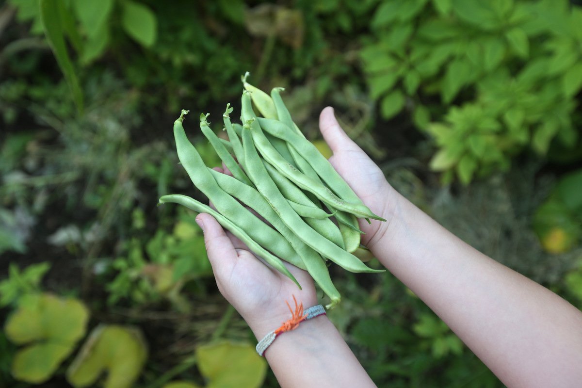 SteveRussell's tweet image. If you could grow three crops on your #frontyardfarm, what would they be? This family did corn, beans &amp;amp; squash. bit.ly/frontyardfarm