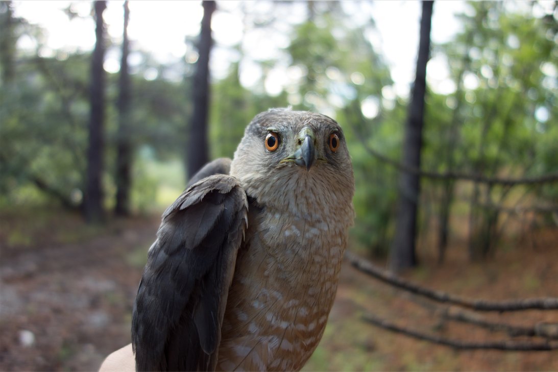 LosAlamosNatLab's tweet photo. This Cooper’s Hawk (caught and banded at one of our MAPS banding sites) wants to wish you a VERY SERIOUS #WildlifeWednesday. #nmbirds https://t.co/ccIXEyq800