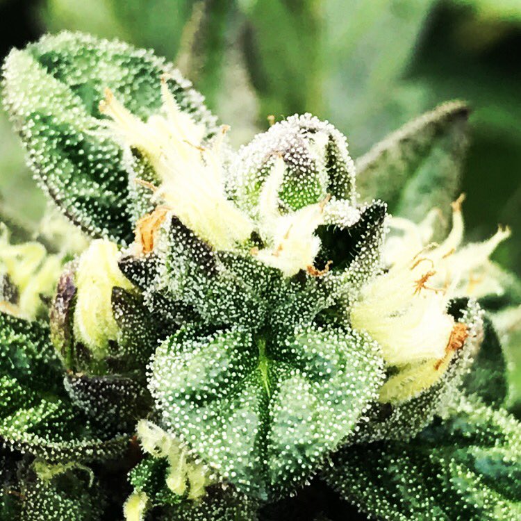 ConsumableR's tweet photo. The word of the day: SUGAR
@bahamabuds @waficionadomag @cannabox https://t.co/RSznFGG74K