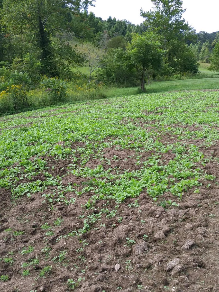FMF_Outdoors's tweet photo. The deer are working over our fall turnip plot. Less than a month to go! @BoneyardSeed @HuntressJackson @ https://t.co/xq6axMhYIP
