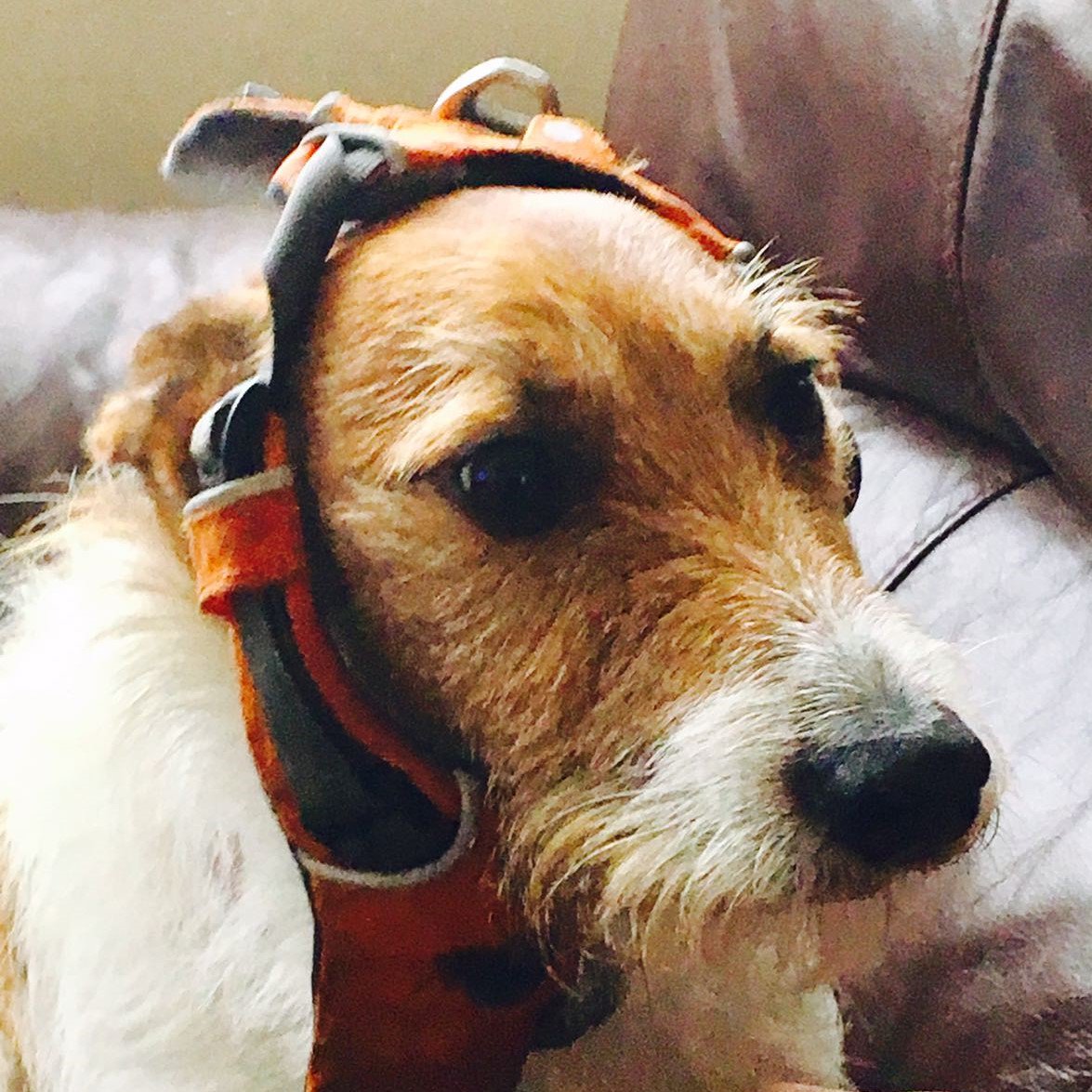 TheMiloDog's tweet photo. Tricky moment with me harness yesterday @NoseyDogsKent. I look Wuffin' #brave tho! Wuff! #dogsoftwitter #pilot #DogsMightFly #ChocksAway https://t.co/rPy1ONgjHE
