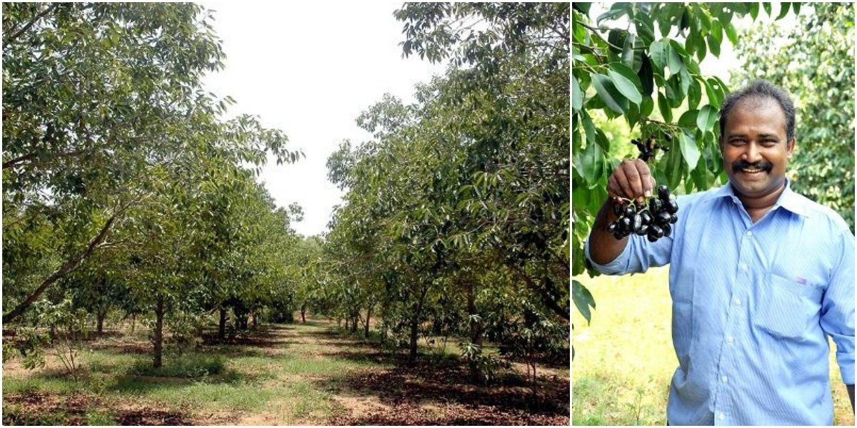 AnandaVikatan's tweet image. Rs. 5,00,000 per acre... Black plum cultivation is highly profitable!
#JavaPlum #BlackPlum

bit.ly/2wIkLGE