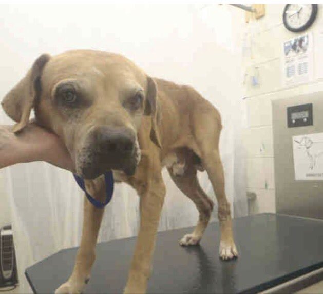 reddogsusie's tweet photo. SEYMOUR IS DEAD💔💔💔😰😰😰
#AL #MobileCo
RIP POOR BOY😔
https://t.co/qKTOP0ckXz https://t.co/XKli5H0tGe