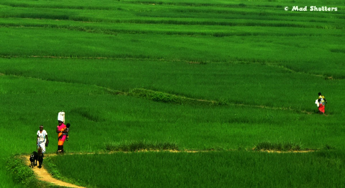 MadShutters's tweet photo. #IncredibleIndia 
#SwachhBharat 
#IITTM
#UNWTO
@incredibleindia 
Incredibly Green India !!! https://t.co/vk3d5W3QYJ