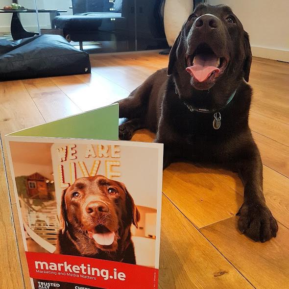 VerveLiveAgency's tweet photo. Oscar is chuffed to be on the cover of @marketing_ie. Check out the article here. https://t.co/QyA63x354O #marketingdogs #eventprofs https://t.co/wv11JKU9Gl