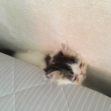 猫の寝相にはこんな意味が 添い寝をしてくる猫の本当の気持ちとは 猫の総合情報サイト ペットスマイルニュースforネコちゃん