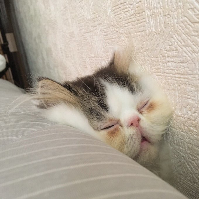猫の寝相にはこんな意味が 添い寝をしてくる猫の本当の気持ちとは 猫の総合情報サイト ペットスマイルニュースforネコちゃん