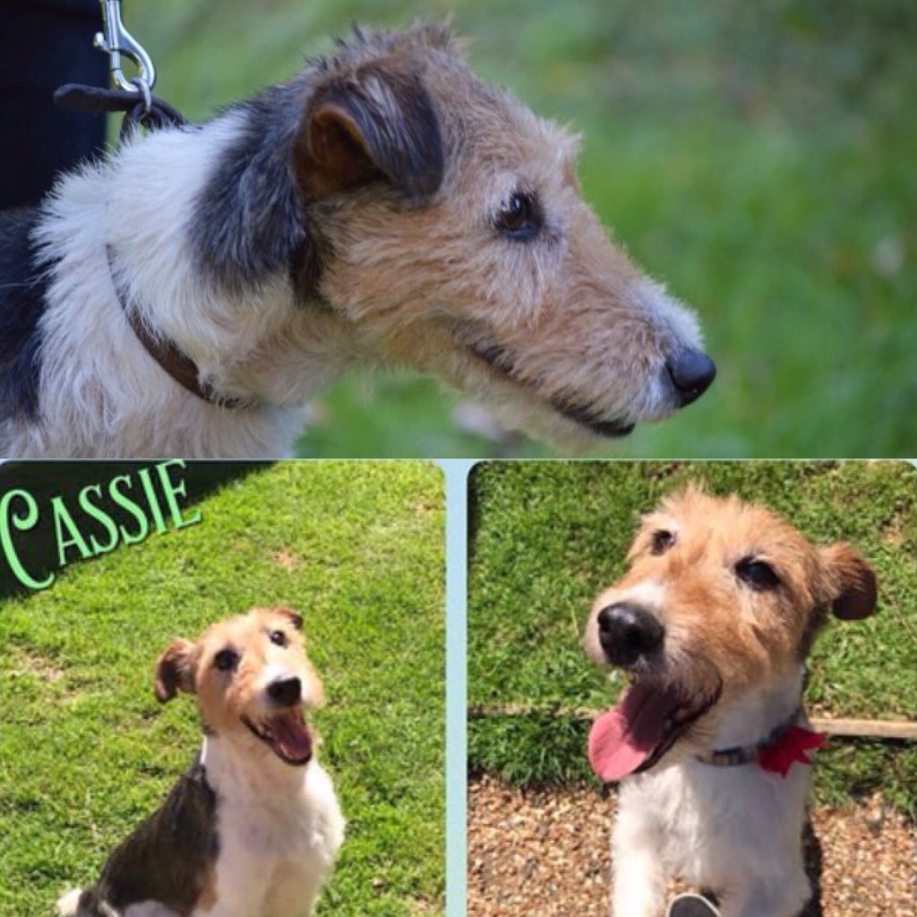 #MidWeekMadness #RescueDogOfTheDay 🌟CASSIE 🌟she is 7 loves people!! Finds #Urban areas a little scary. She's in #Norfolk #LookingForLove