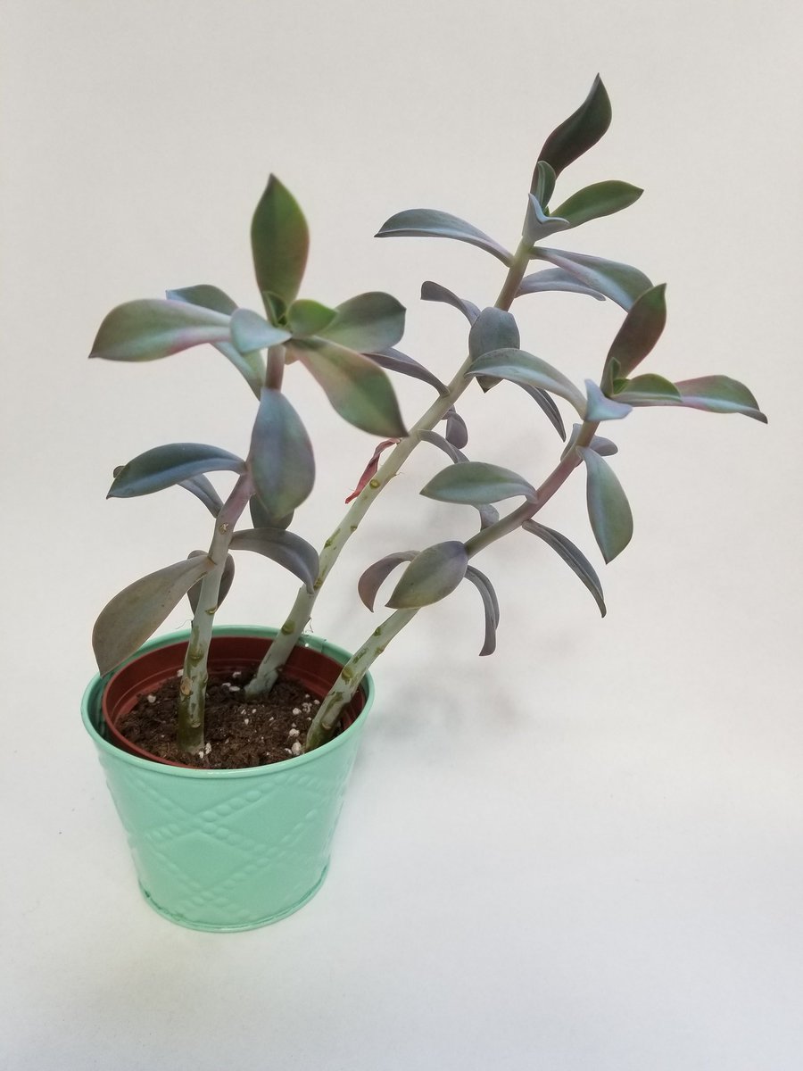 hopelessrecords's tweet photo. Our office plant, John Floreantree. 🌱 https://t.co/DjARS5XW9t