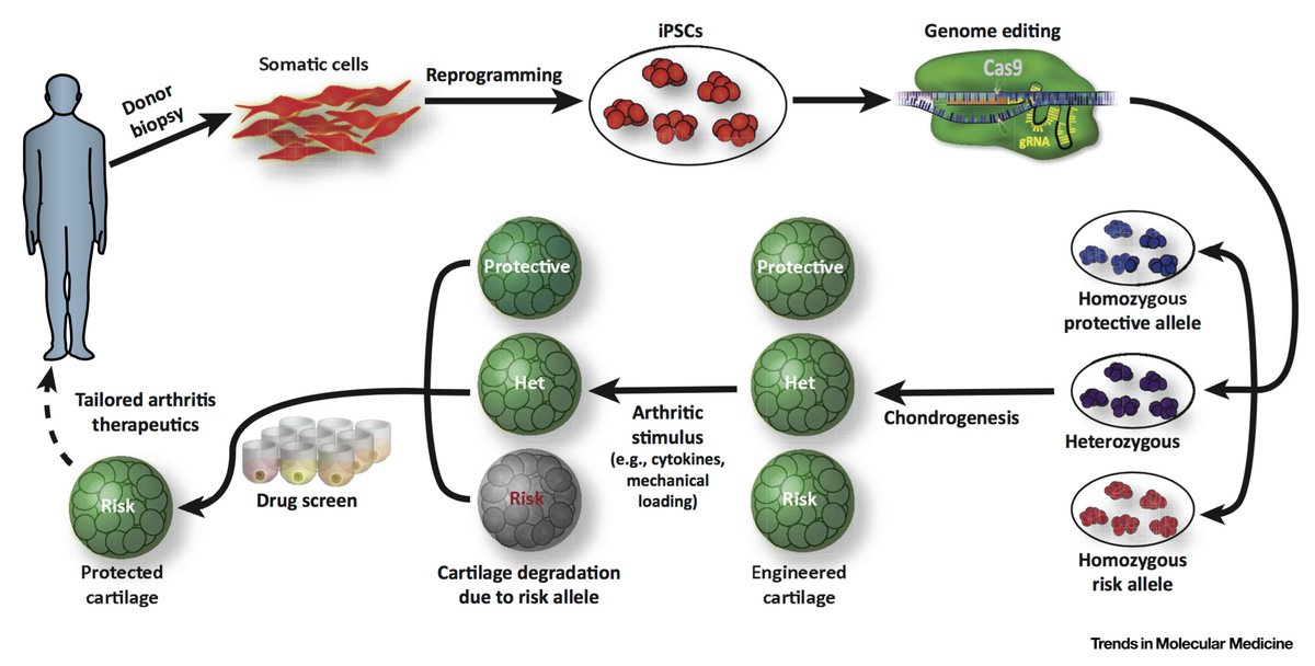 Farshid Guilak (@farsh_g) on Twitter photo Our review of genome engineering for arthritis is out in <a href="/TrendsMolecMed/">Trends in Molecular Medicine</a>. Congrats Shaunak, <a href="/ChiaLungWu/">Chia-Lung Wu</a>, <a href="/Guilak_Lab/">The Guilak Lab</a>
cell.com/trends/molecul… Our review of genome engineering for arthritis is out in <a href="/TrendsMolecMed/">Trends in Molecular Medicine</a>. Congrats Shaunak, <a href="/ChiaLungWu/">Chia-Lung Wu</a>, <a href="/Guilak_Lab/">The Guilak Lab</a>
cell.com/trends/molecul…