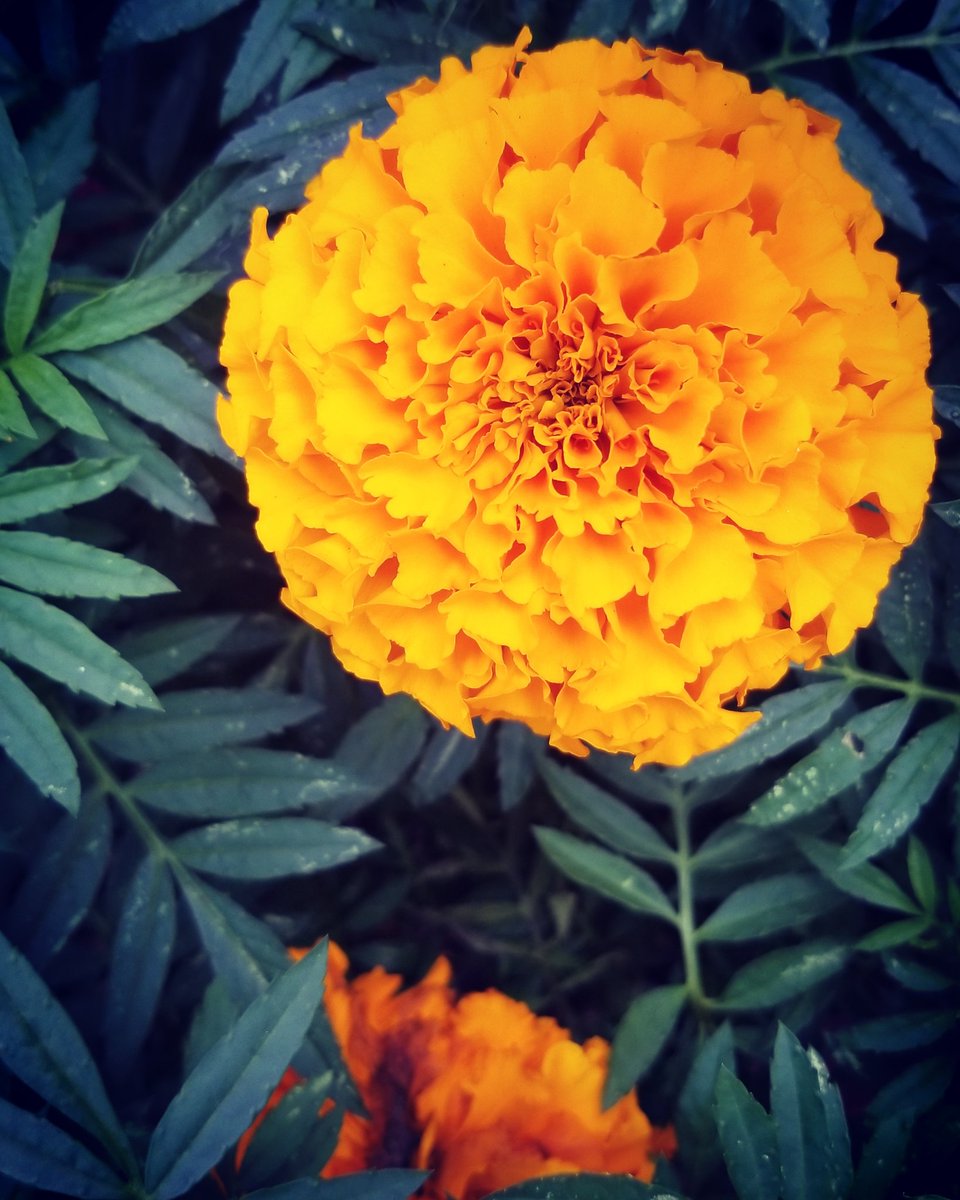 Sherryp143's tweet photo. "WHERE FLOWERS BLOOM SO DOES HOPE" ...love this shot https://t.co/3F6hOOyh4Z