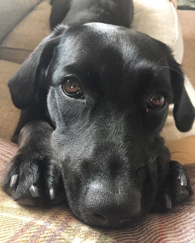 EdenCottage's tweet photo. When you're twisting and labelling skeins and you look up and this is staring back at you. -
#luna #labrador #lab_… https://t.co/u5tgsd9gWa https://t.co/zuTopDhFW3