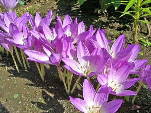 すべての美しい花の画像 上イヌ サフラン 花 言葉