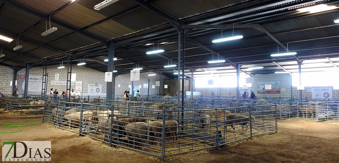 Imágenes de la 32º edición del Salón Ovino de Castuera
extremadura7dias.com/reportaje/imag…