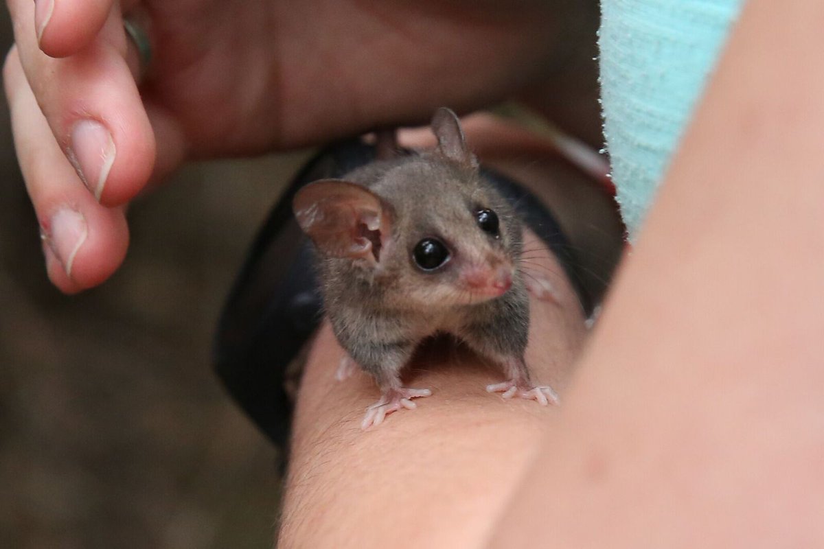 wildaboutsydney's tweet photo. #ThreatenedSpeciesDay Stand With #PygmyPossums in #Manly Vale https://t.co/vJNDFeMr6A โฆ #BiodiversityMonth https://t.co/nJ3E4HcTYH