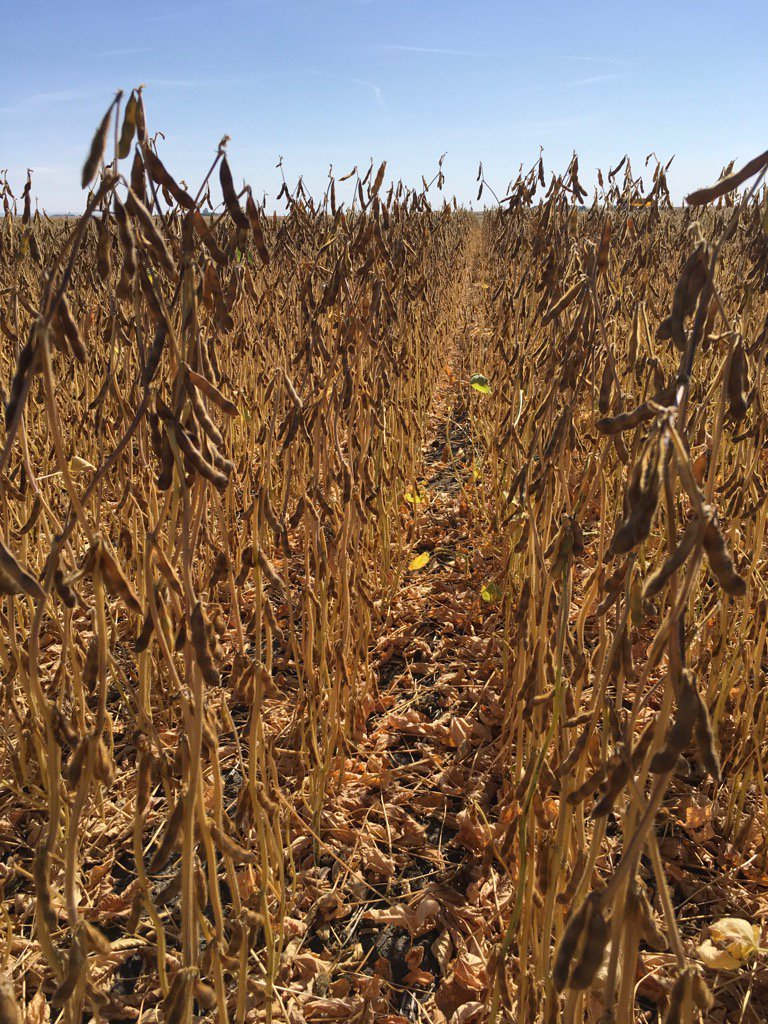 <a href="/DEKALB_Canada/">DEKALB Canada</a> 23-60RY looking FABULOUS at Deloraine, MB today! Order yours yet? #stressfighter <a href="/farmergirl121/">Jody Jury</a>