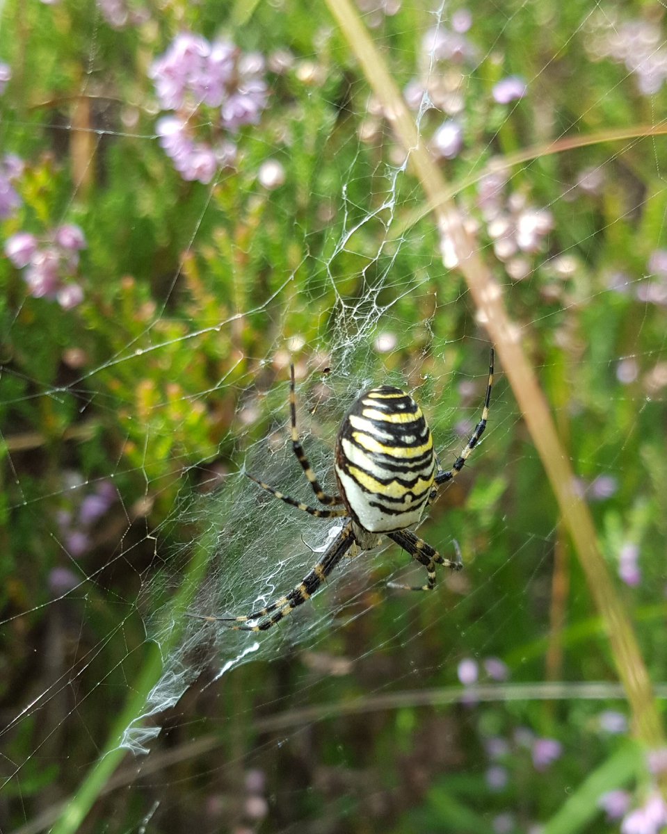 Ralphs_Ian's tweet photo. @HantsIWWildlife @Hants_BIC September is Heathland  monitoring month.  #ThamesBasinHeaths #Pondtail Buckets of wildlife! https://t.co/g0lpZUE0aU