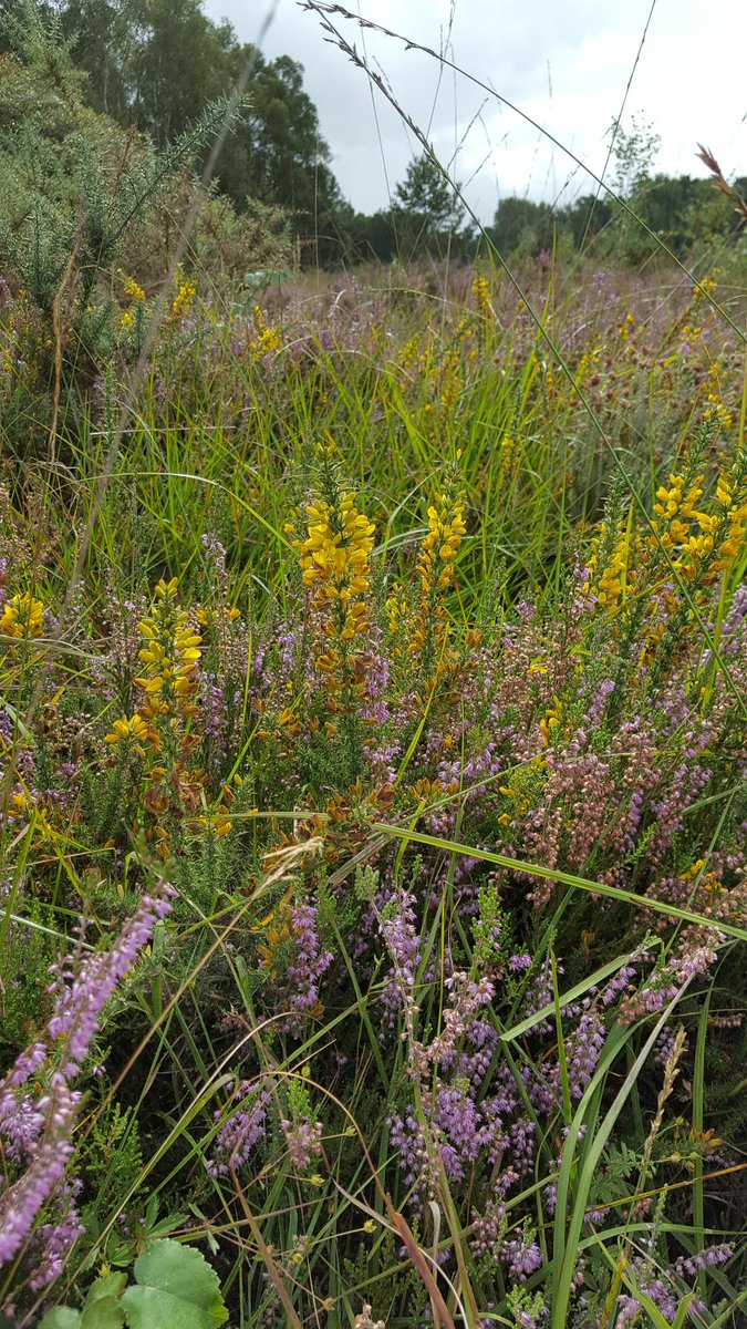Ralphs_Ian's tweet photo. @HantsIWWildlife @Hants_BIC September is Heathland  monitoring month.  #ThamesBasinHeaths #Pondtail Buckets of wildlife! https://t.co/g0lpZUE0aU