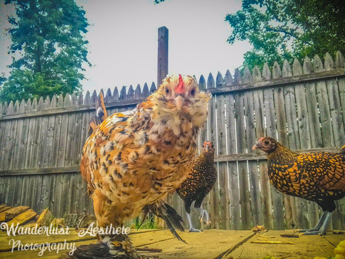 WAPhotograph16's tweet photo. #chickens #photography #hens #backyardpets https://t.co/JHAIg1zauk