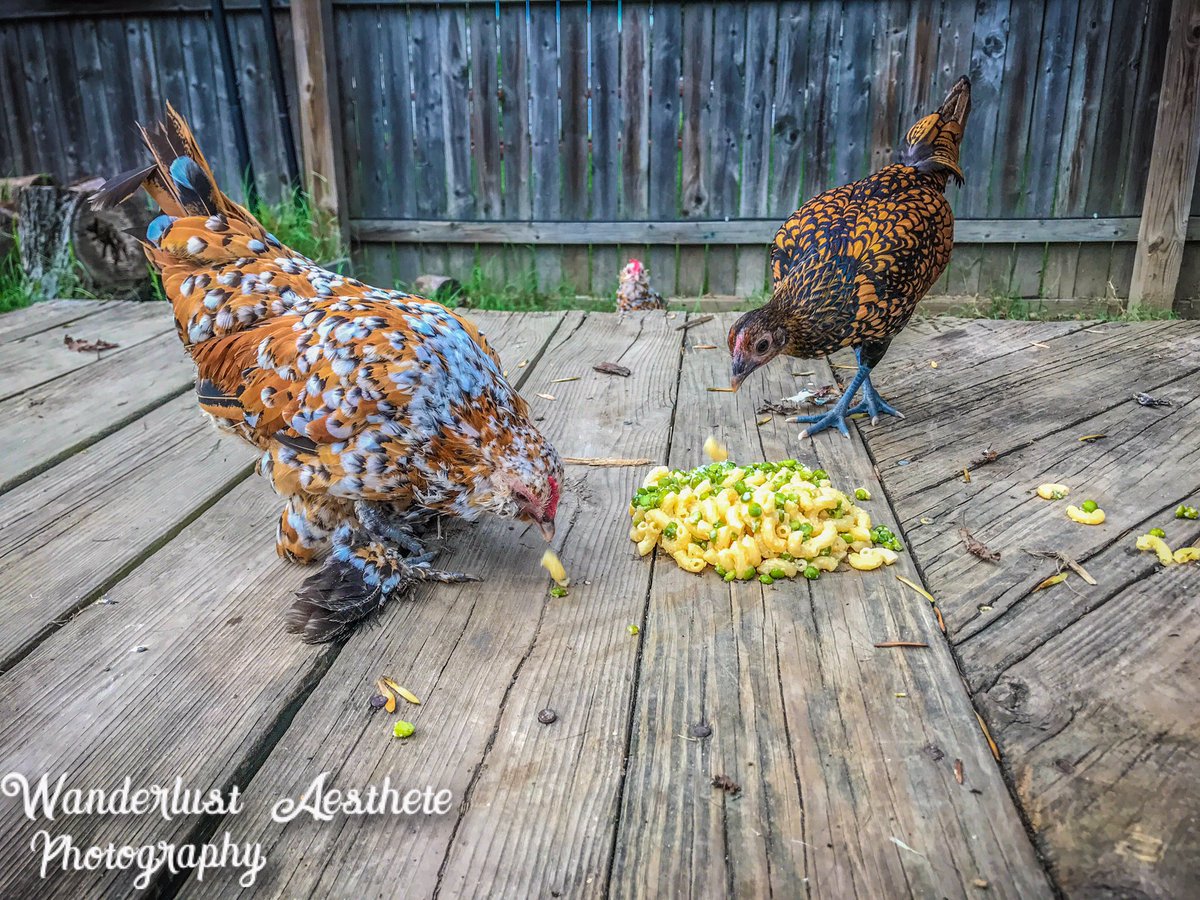 WAPhotograph16's tweet photo. #chickens #photography #hens #backyardpets https://t.co/JHAIg1zauk