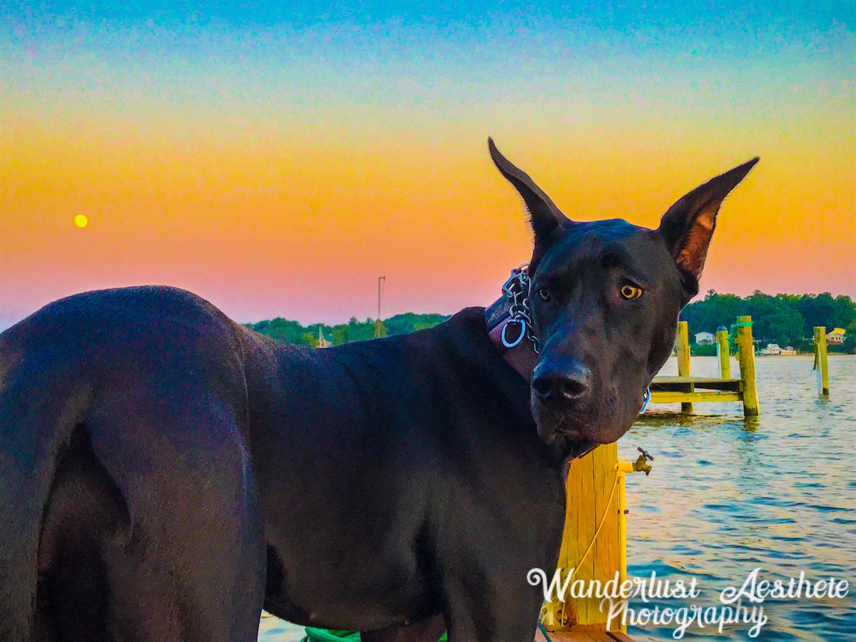WAPhotograph16's tweet photo. #sunset #greatdane #photography #blackandwhite #photoshoot #swimming #beach #beachday #pier #water https://t.co/Kl3K3ndSh5