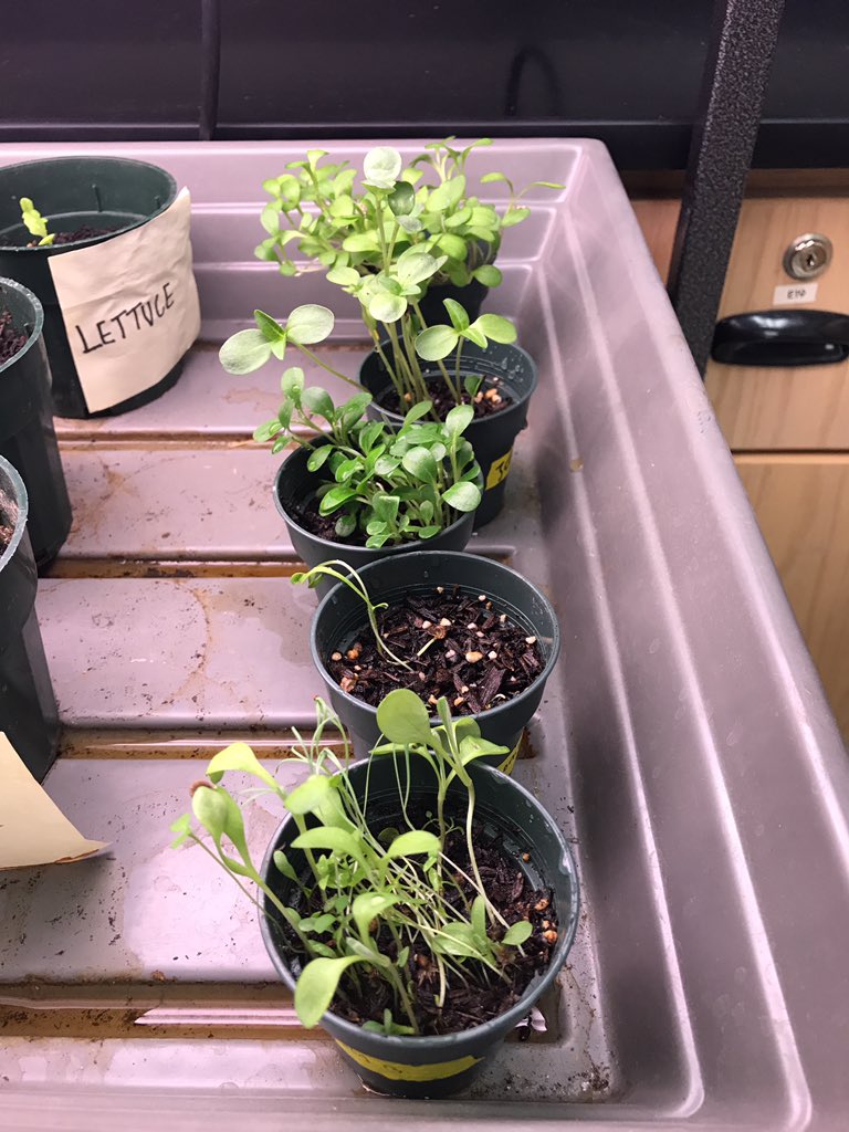 da_steps2save's tweet photo. #growing https://t.co/5Kx5FMT1Bl