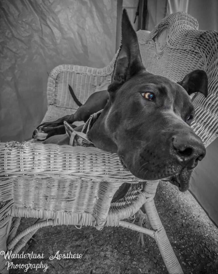 WAPhotograph16's tweet photo. #greatdane #photography https://t.co/17mA3goI4X