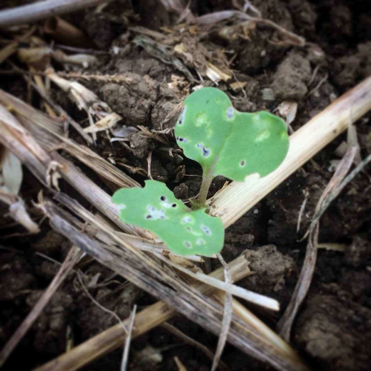 Farmer_Tom_UK's tweet photo. #OSRestablishment - #mintilled & disc-drilled Elgar with Cabbage Stem Flea Beetle damage. Ground disturbance suits #CSFB. @Merry_Meredith https://t.co/vLQNSCbQFL