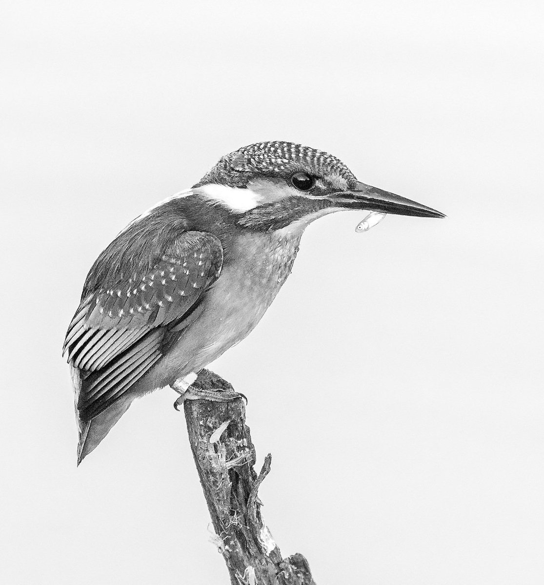 1cogs's tweet photo. Kingfisher in black and white #photography #canon #sigma #wow #bird #bw #wildlifephotography #kingfisher #ukbird #life #black/white https://t.co/jgcC5yhPF0