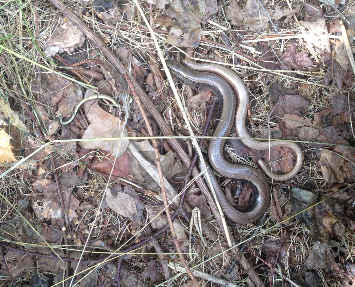 A beautiful slow worm family! #WildlifeWednesday