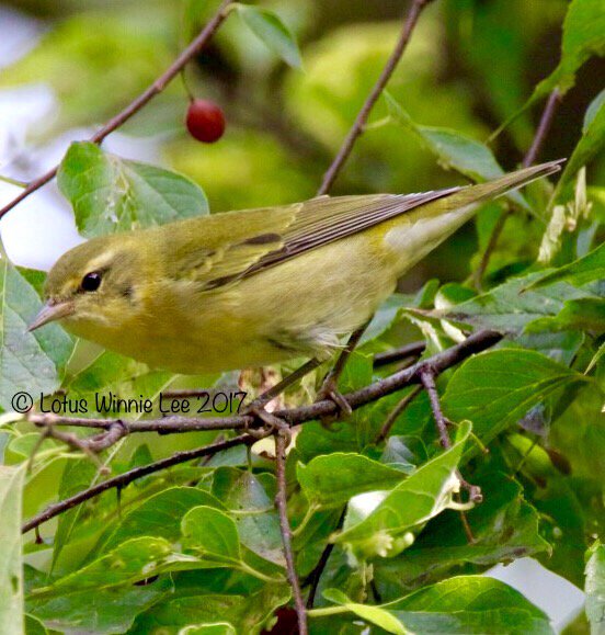 lotuswinnielee's tweet image. If I am correct this is a #tennesseewarbler #centralpark #birds #birdwatching #birding #birders #wildlife
