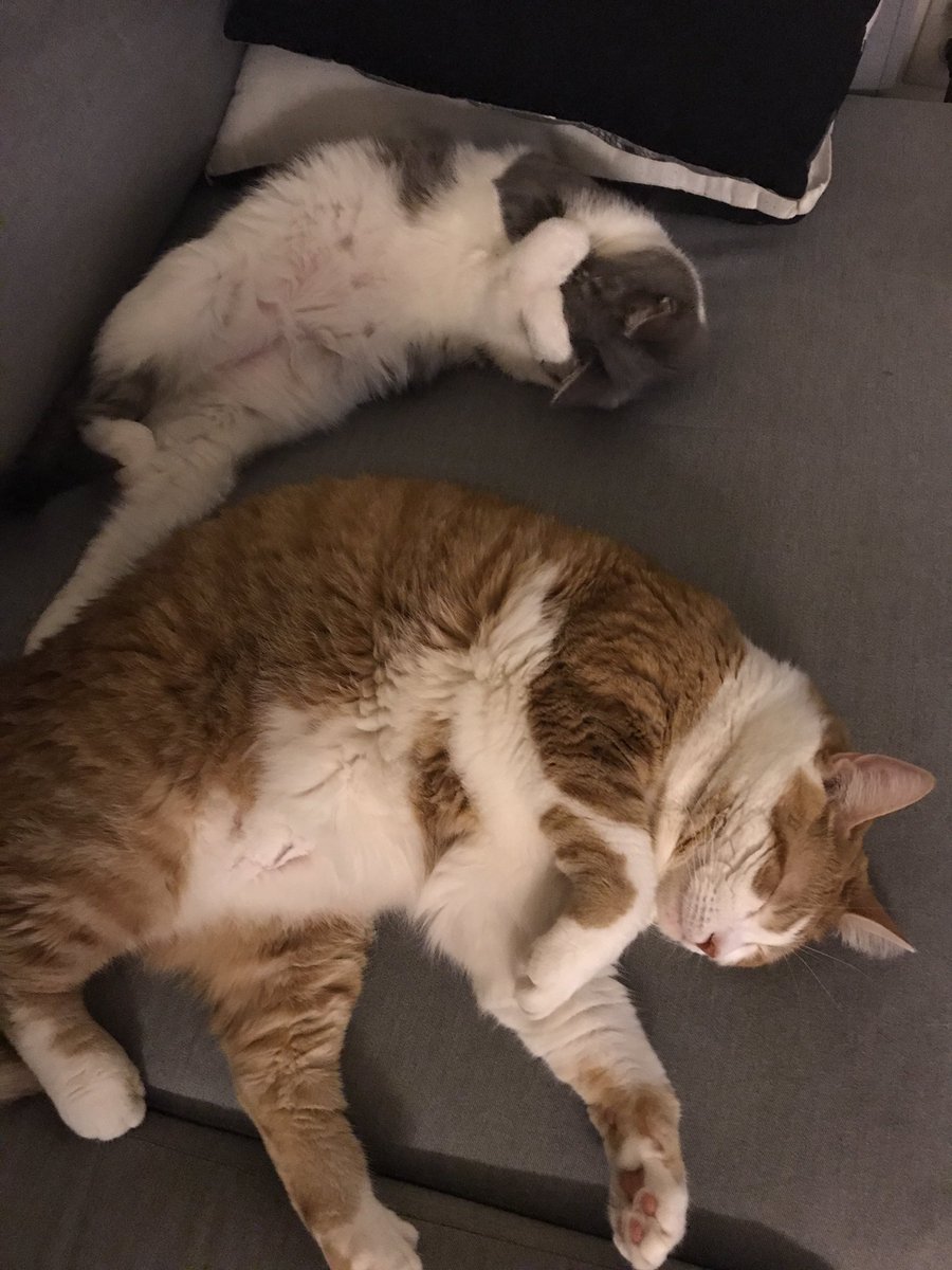 BYouTfulBoulder's tweet image. Hiding her face as I watch "Kinsey" on @HBO #kittehsofinstagram #free #scout