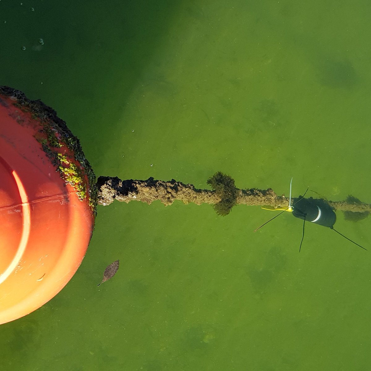 MotherOfRays's tweet photo. Setting up acoustic receivers in Currambene Creek to track our short-tail stingrays! #FlatSharkScience #StingrayScience #FishLabInTheWild https://t.co/LuDcneSeQs