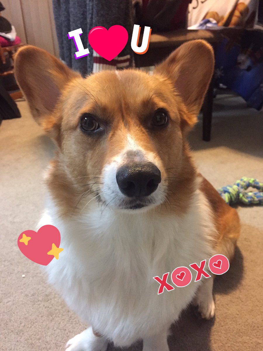 Oliver_TheCorgi's tweet image. #AdorableCorgi
