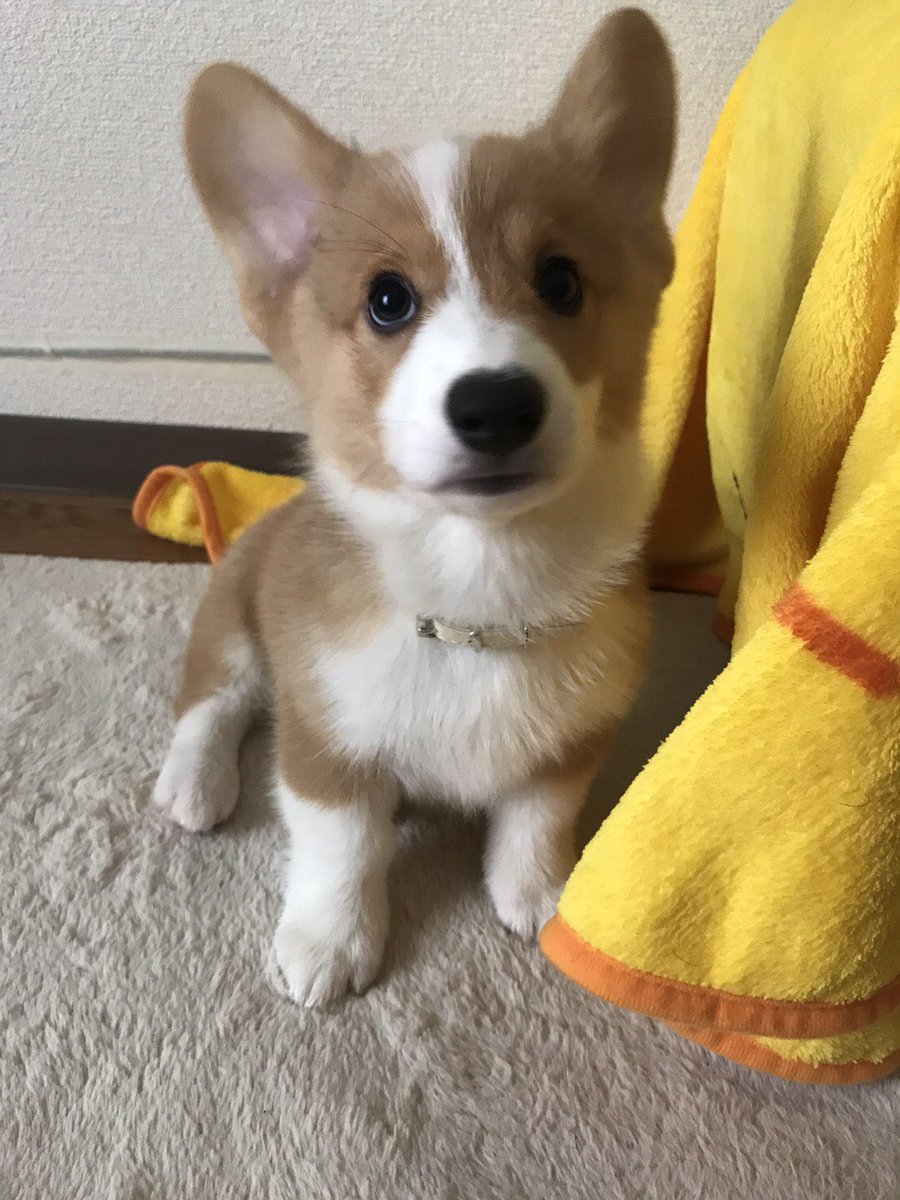 ★ EIN ★@甘えん坊コーギー☻ tweet media