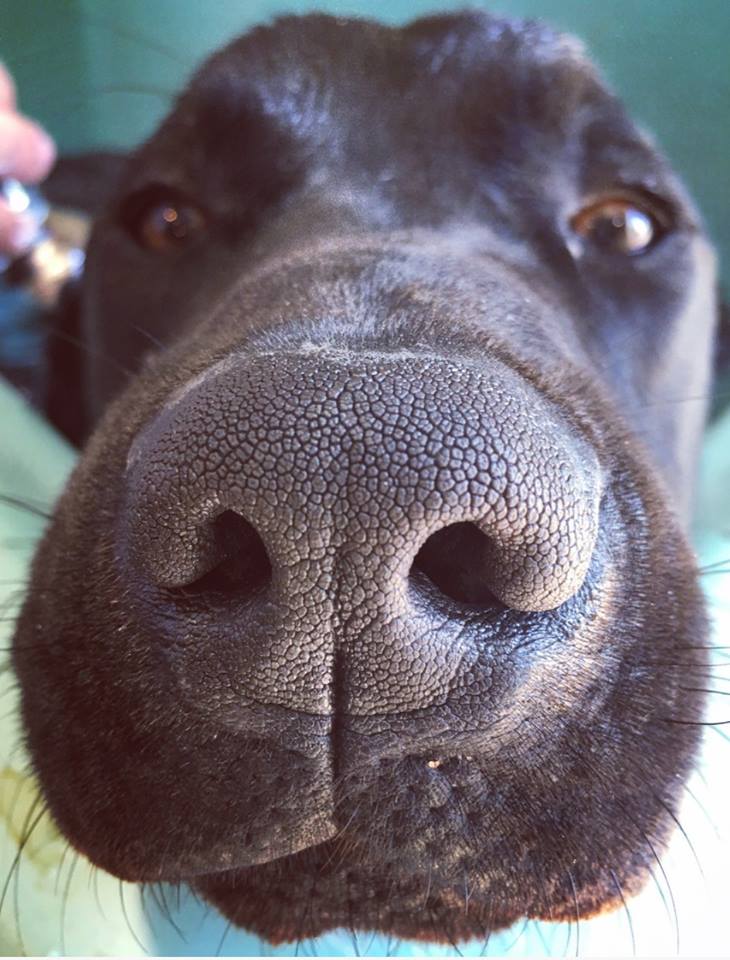 DAFFgov's tweet image. These trainee detector pups are showing what is pawsible when you put your nose to it | bit.ly/2x9macd