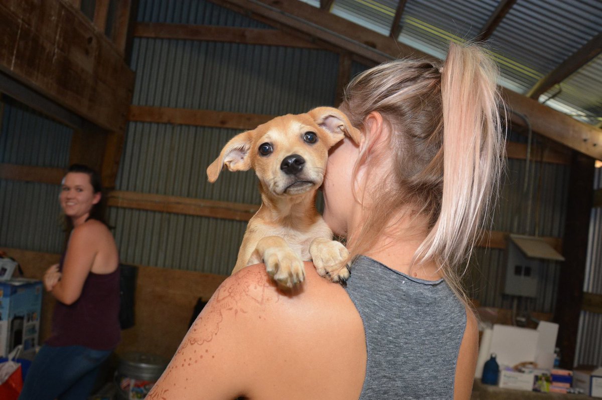 bestfriends's tweet photo. FLORIDA: @RedCross is allowing evacuees to bring their pets to shelters. Now is the time to depart with your family. #hurricaneirma2017 ^MM https://t.co/W0ii6opStq