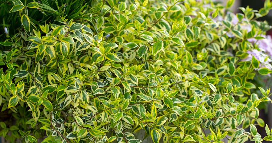 Use #variegatedfoliage to add interest to your garden. We'll show you how. ow.ly/uVno30eNkTx