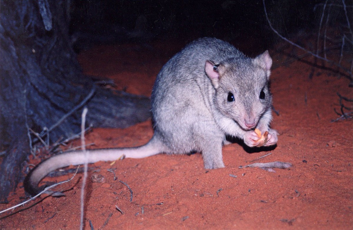 There's hope this #ThreatenedSpeciesDay if animals like this Burrowing Bettong can learn to co-exist with #FeralCats
abc.net.au/news/2017-07-1…